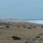 Vigila Profepa primera arribada de tortugas golfinas de la temporada 2026-2027 a costas oaxaqueñas 