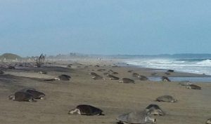 Primera arribada de tortugas golfinas en costas oaxaqueñas.