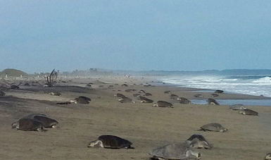 Primera arribada de tortugas golfinas en costas oaxaqueñas.
