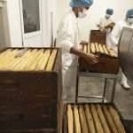 Registra México producción de más de 60 mil toneladas miel en 2025  