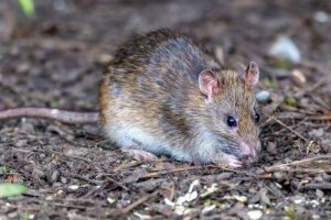 Ratón portador de virus