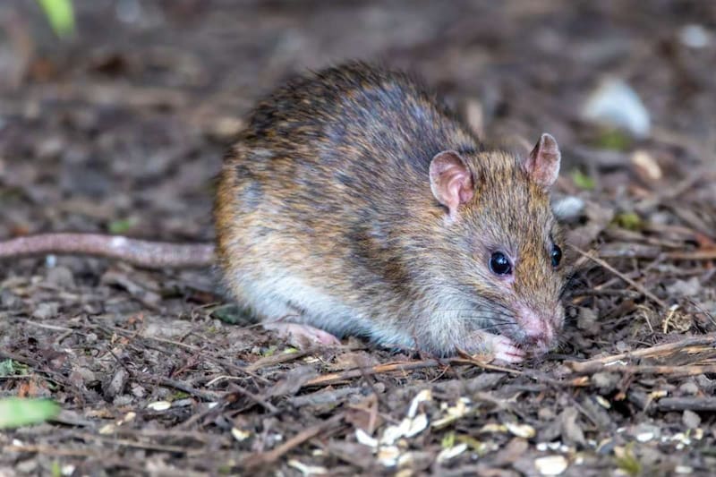 Ratón portador de virus