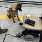 En la aduana del AICM autoridades federales aseguran más de 8 kilos de cocaína ocultos en una silla de ruedas