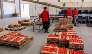 A la baja en todo el país el precio del jitomate .