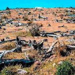 Derecho penal global facilitaría sancionar el ecocidio, externa Guadalupe Valdés