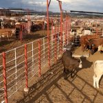 México y Estados Unidos suspenden intercambio de animales vivos como medida precautoria por gusano barrenador del ganado