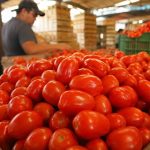 El precio del jitomate por debajo de los 20 pesos