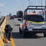 En la autopista Silao–Guanajuato abandonan gravemente herida a una perrita después de atropellarla 