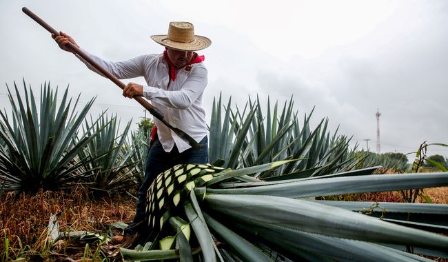 Agave tequilero.