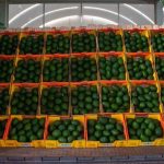 Incrementa 35% la exportación de aguacate mexicano a Estados Unidos en el primer cuatrimestre de 2026