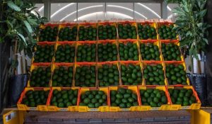 Aguacate