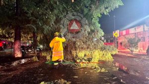 Árbol caído por tromba en Celaya.