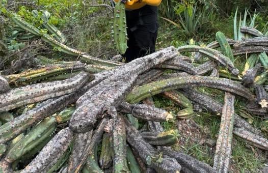 Cactus de garambullo destrozados.