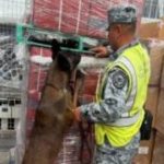 Cargamento de 84 mil cigarrillos apócrifos fueron detectados en el AIFA
