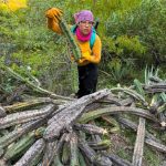 Indignación en Guanajuato capital por destrozo de dos cactus de garambullo de más 500 años de existencia