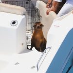 Loba de mar de siete meses es liberada en aguas de Baja California