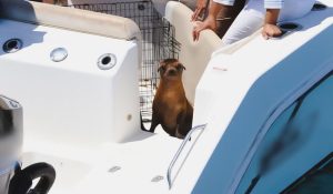 Loba marina liberada en el Pacífico.