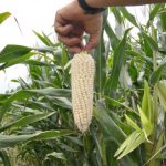 Inicia el pago a 4 mil 311 productores de maíz blanco de Jalisco, Michoacán, Guanajuato y Campeche