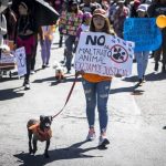 Obligar a que paguen sus tratamientos a quienes ocasionen daños a animales , propone la diputada Ruth Tiscareño