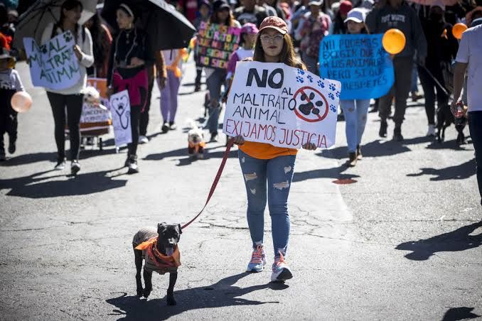 No al maltrato animal.