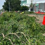 Celayenses se unen para protestar por tala de árboles para el paso del tren de pasajeros
