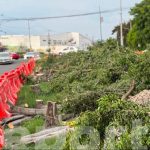 Legítimo que celayenses se manifiesten contra la tala árboles para realizar obras por donde pasará el tren: Jorge Gámez