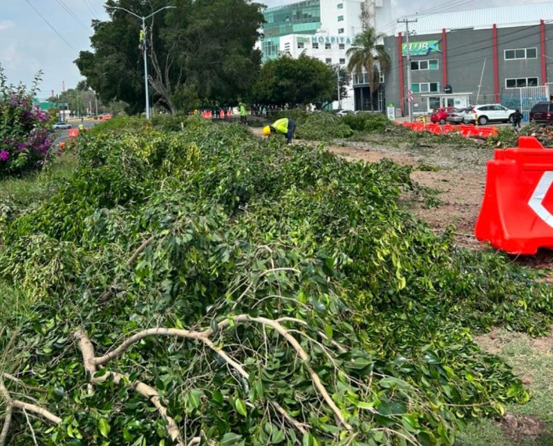 Tala de árboles en Celaya.