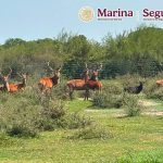 Aseguran cinco inmuebles y más de 130 animales exóticos en Tamaulipas