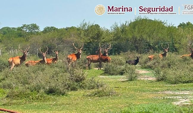 Animales exóticos asegurados