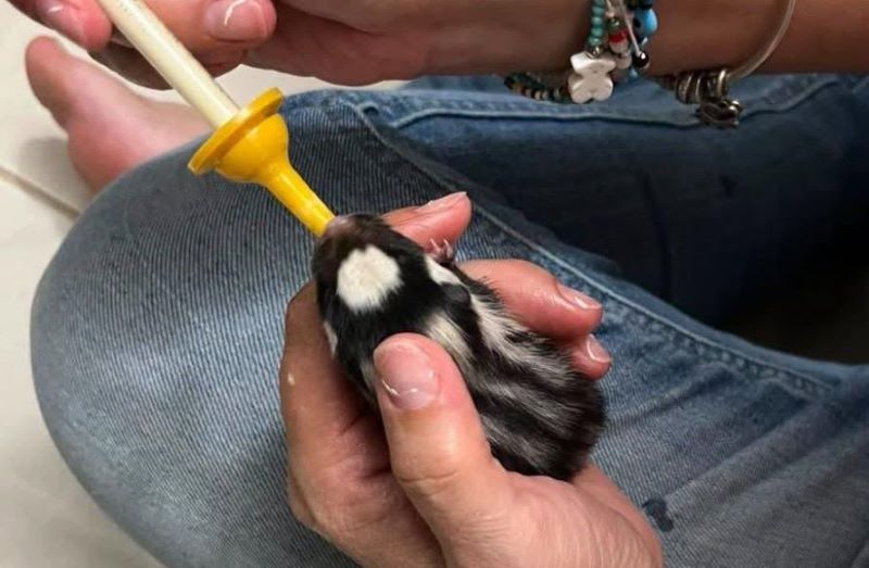 Momento en que es alimentado uno de los zorrillos recién nacidos.