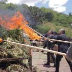 Destruye la FGEG más de 6 mil plantas de marihuana aseguradas en invernadero clandestino de Romita  