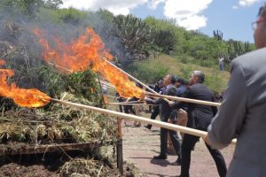 Plantas de marihuana destruidas.