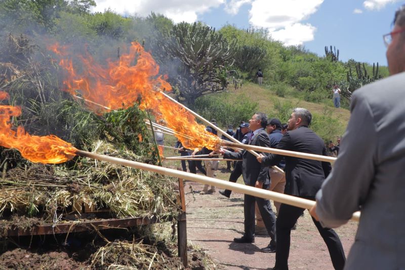 Plantas de marihuana destruidas.