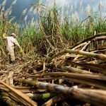 Aumenta 11.6 por ciento la producción cañera nacional en la zafra 2025-2026 