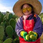 En 2025 Estado de México, Puebla, Zacatecas, Guanajuato e Hidalgo concentraron el 95 por ciento de la producción nacional de tuna