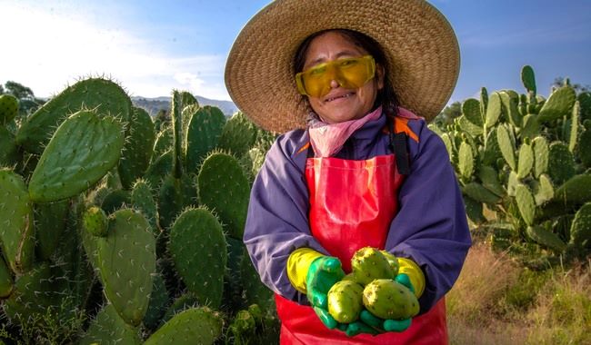 Producción de tunas