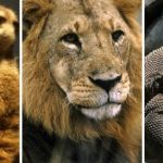 De tigres a reptiles: las autoridades refuerzan la lucha contra las redes mundiales de tráfico de especies