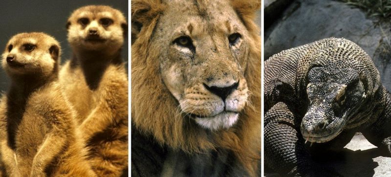 Tráfico internacional de animales.