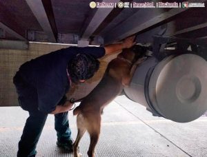 El canino Chocolate detectó la carga de cocaina.