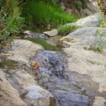 Pide la diputada Tiscareño que el Simapag informe si por omisiones se produjo la fuga de agua en la presa La Soledad