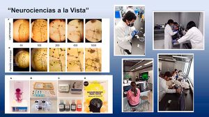 Neurociencias