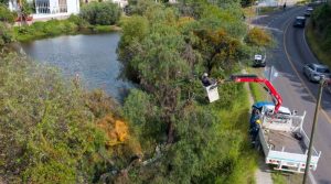 Árboles de la presa de Los Santos son intervenidos para podarlos y liberarlos de plaga.