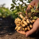 Crece 23.3 % la producción nacional de cacahuate en 2025; alcanzó más de 86 mil toneladas: Agricultura