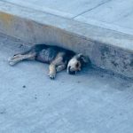 Chofer de una combi de Villagrán atropella y mata intencionalmente a un perrito cachorro