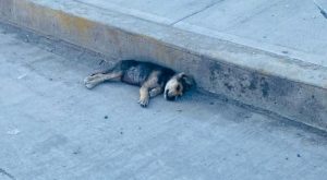 Cachorro atropella y muerto