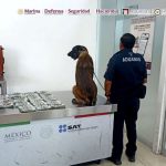Pasajero procedente de Texas llevaba 365 mil 865 dólares estadounidenses y 5 mil 900 pesos mexicanos ocultos en cuatro maletas