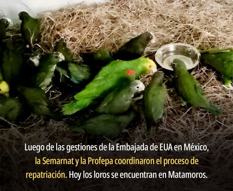 Loros repatriados